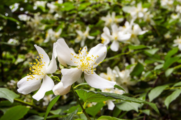 Obraz na płótnie Canvas Bush blossoming jasmine