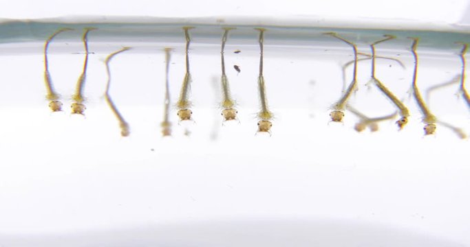 Mücke mückenlarve Larve einer Mücke kleine Baby Stechücke Misquito im Wasser