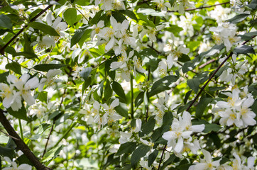 Bush blossoming jasmine