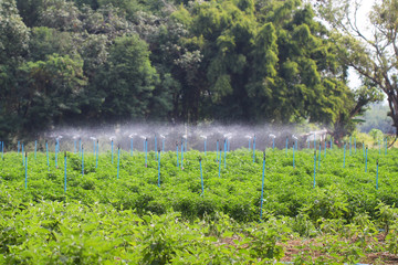 soy bean farming, water spraying, gardening on spring time