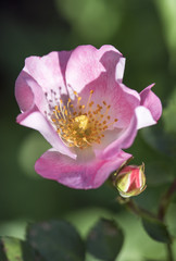 Fototapeta na wymiar Pink Rose Opening to Show Pollen Covered Stamen