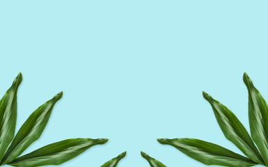 green leaves on blue background
