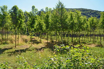 Fototapeta premium Gärtnerei, Bäume