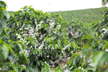 Organic Coffee tree blossom