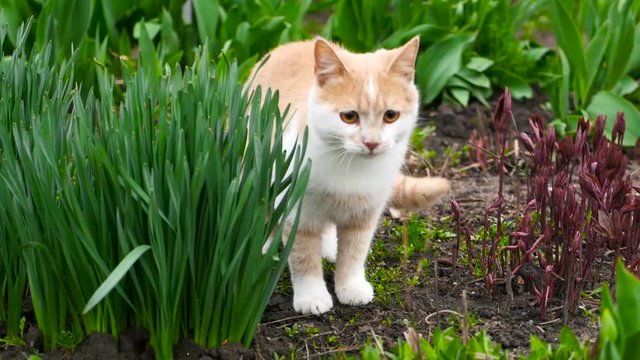 Funny cat in the garden