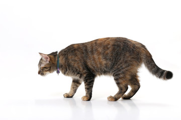 The mixed-breed cat on the white background. © kimberrywood