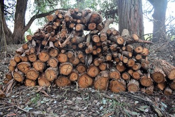 Stack of logs in the field