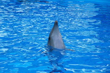 One dolphin emerged from the water