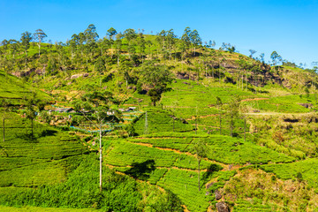 Fototapeta na wymiar Nuwara Eliya tea plantation
