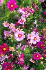 Fototapeta premium floral blossom daisy cosmos flowers in the garden