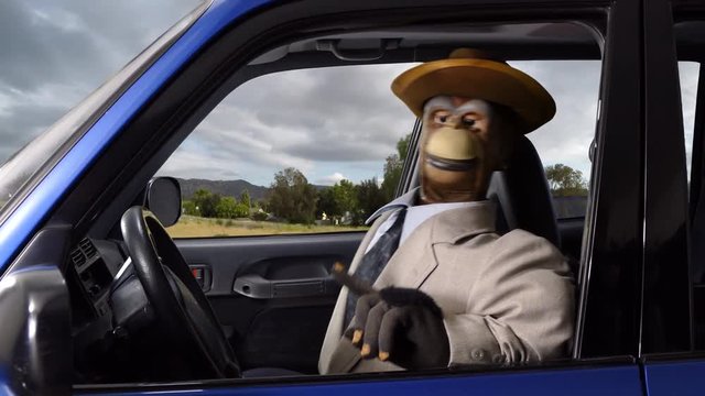 Angry vintage puppet monkey having a road rage freeway fit.