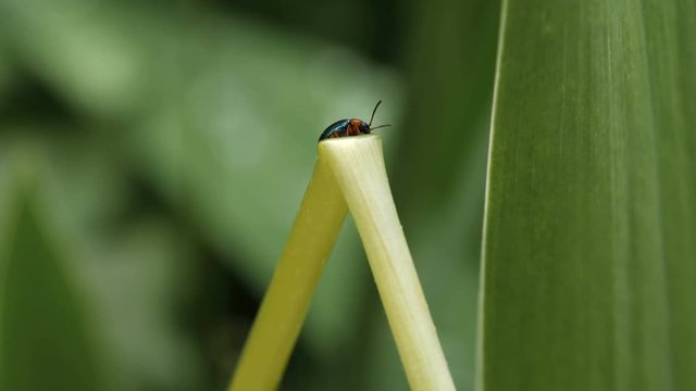 Gastrophysa Polygoni Sits On Leaflet