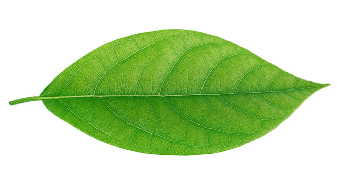 Avocado leaf isolated on a white