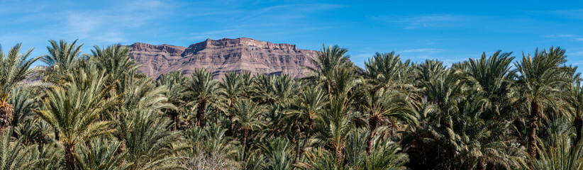 Fototapeta na wymiar Palm tree panorama