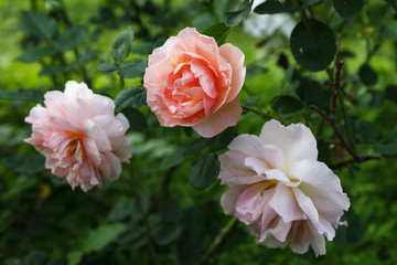 Orange Roses Blooming
