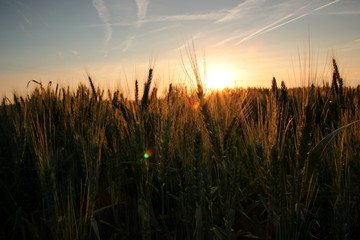 Gerstenfeld im Sonnenuntergang