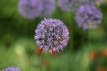 Flowering Onion Allium aflatunense