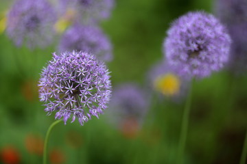 Flowering Onion Allium aflatunense