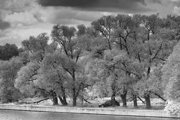 Old willows on the river bank.Black and white photo. Old willows. Black car