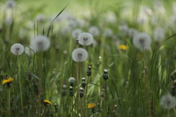 Dandelions in a meadow