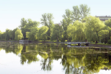Fototapeta na wymiar Trees on the river bank in the morning