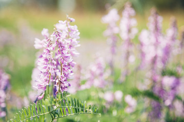 Obraz premium Beautiful lilac wildflowers on sunny summer day