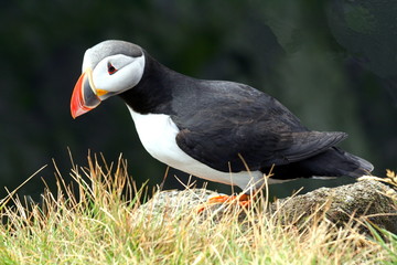A pretty puffin in the hard-to-reach Latrabjarg cliffs in the Westfjords, Iceland