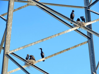 Toronto two Cormorant families on the transmission tower 2017