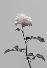 Isolate flower, pink rose in black and white contrast. Symbol of peace, calm and serenity.
