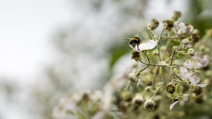 Bumble bee on white flower. Blurred background with space for text.