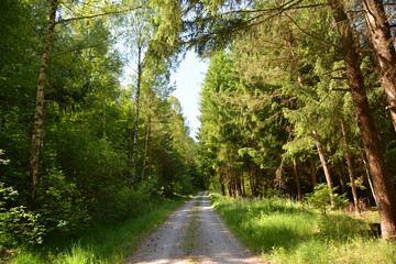 Fototapeta premium Im Wald
