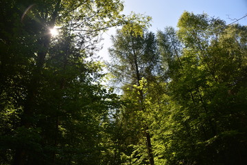 Fototapeta premium Im Wald