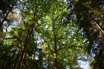 Fototapeta premium Im Wald