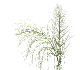 Horsetail (Equisetum arvense), fern, isolated on white