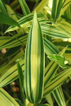 Bambou nain panaché jaune et vert