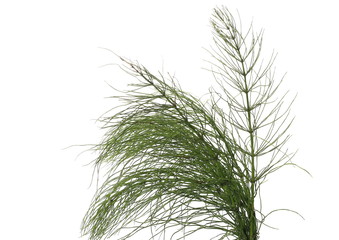Fototapeta premium Horsetail (Equisetum arvense), fern, isolated on white