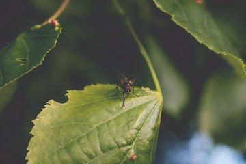 Muscidae. Insect on the leave. Vintage look.  Evening
