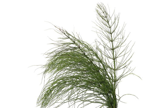 Horsetail (Equisetum arvense), fern, isolated on white