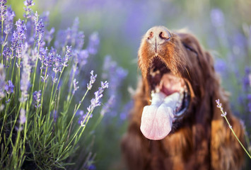 Funny irish setter puppy dog panting in a hot summer with lavender flowers