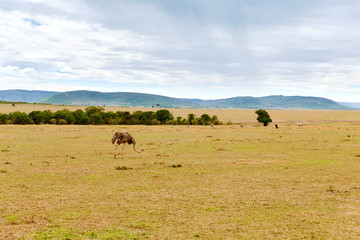 ostrich and other animals in savannah at africa