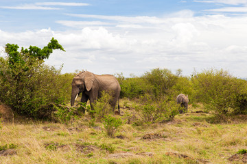 Naklejka na ściany i meble elephant with baby or calf in savannah at africa
