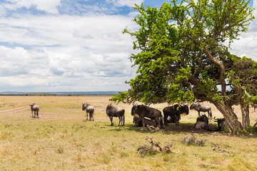 Obraz premium wildebeests grazing in savannah at africa