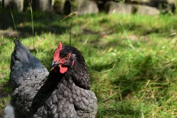 Huhn und Gras