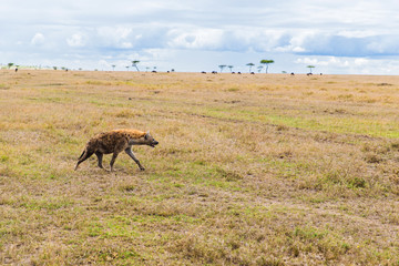 hyena hunting in savannah at africa