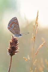 Papillon un matin d'été