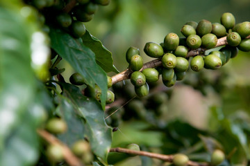 Plantação de café