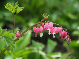 Spring Flowers: violets, bleeding hearts, forget me not