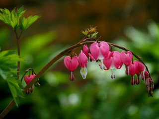 Spring Flowers: violets, bleeding hearts, forget me not