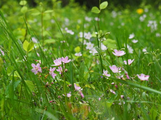 Fototapeta premium Spring Flowers: violets, bleeding hearts, forget me not