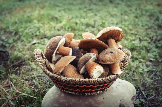 Boletus mushrooms in basket. Selective focus
